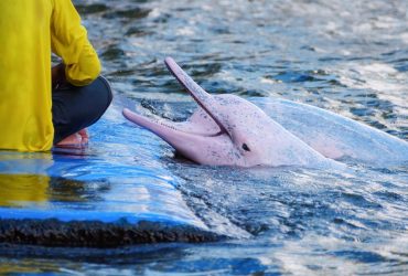 Исследователи осмотрели розовых дельфинов в Амазонии, чтобы избежать массовой гибели животных