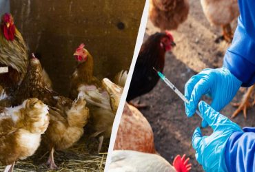 Кури не кульгають і не падають на ноги, якщо пропоїти їх одним засобом