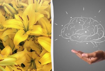 Усі бачать лілії, а треба знайти банан за 6 секунд: підступна оптична ілюзія