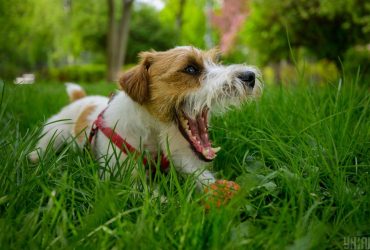 Як люди можуть ненавмисно скорочувати життя свого собаки: ветеринар назвав 9 способів