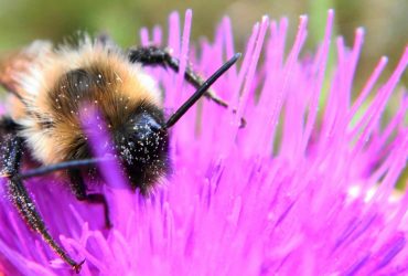 Тревожный прогноз на урожаи: из-за высоких температур шмели теряют нюх