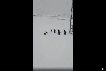 Збільшується кількість розвідників: до українських полярників несподівано завітали пінгвіни (відео)