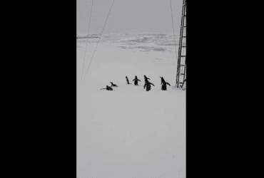 Увеличивается количество разведчиков: к украинским полярникам неожиданно пришли пингвины (видео)