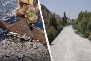 Популярный туристический порт Греции заполнили сотни тысяч мертвых рыб (видео)