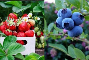 Людям старше 60 лет стоит есть это несколько раз в неделю: совет диетолога