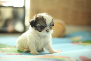 Пушистые добряки: 10 самых послушных пород собак