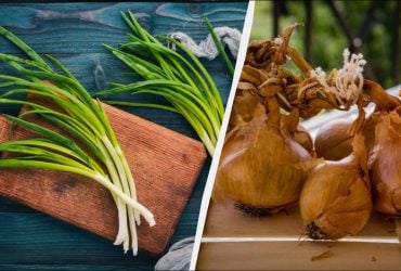 Чи можна їсти пророслу цибулю: експерти пояснили, коли краще не ризикувати