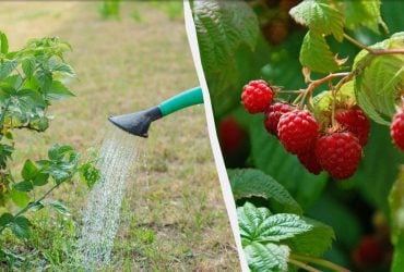 4 лучшие подкормки для малины весной: по ведру на куст для огромного урожая
