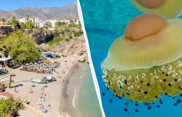 Испанские пляжи заполонили "медузы-яичницы": туристов просят быть осторожными