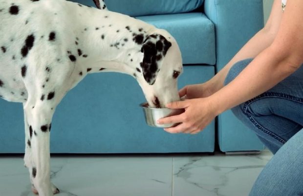 Вы и ваш любимец можете заболеть: ученые назвали главную ошибку при кормлении собак