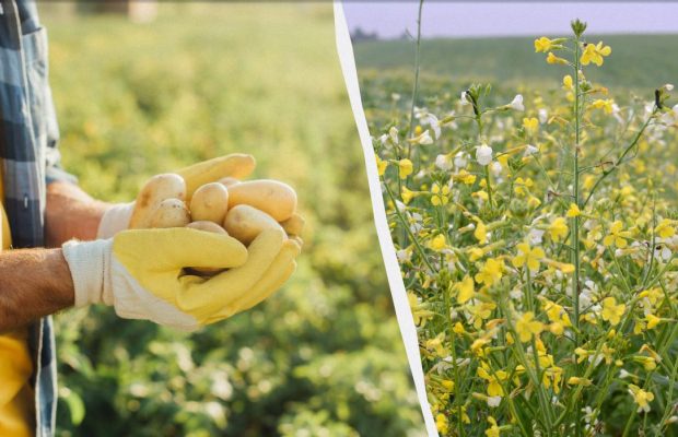 Що посіяти після картоплі на городі: і гній не потрібен, і бур'янів не буде