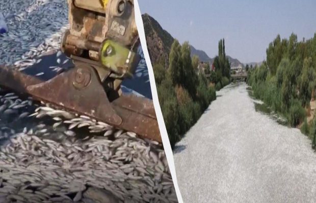 Популярный туристический порт Греции заполнили сотни тысяч мертвых рыб (видео)