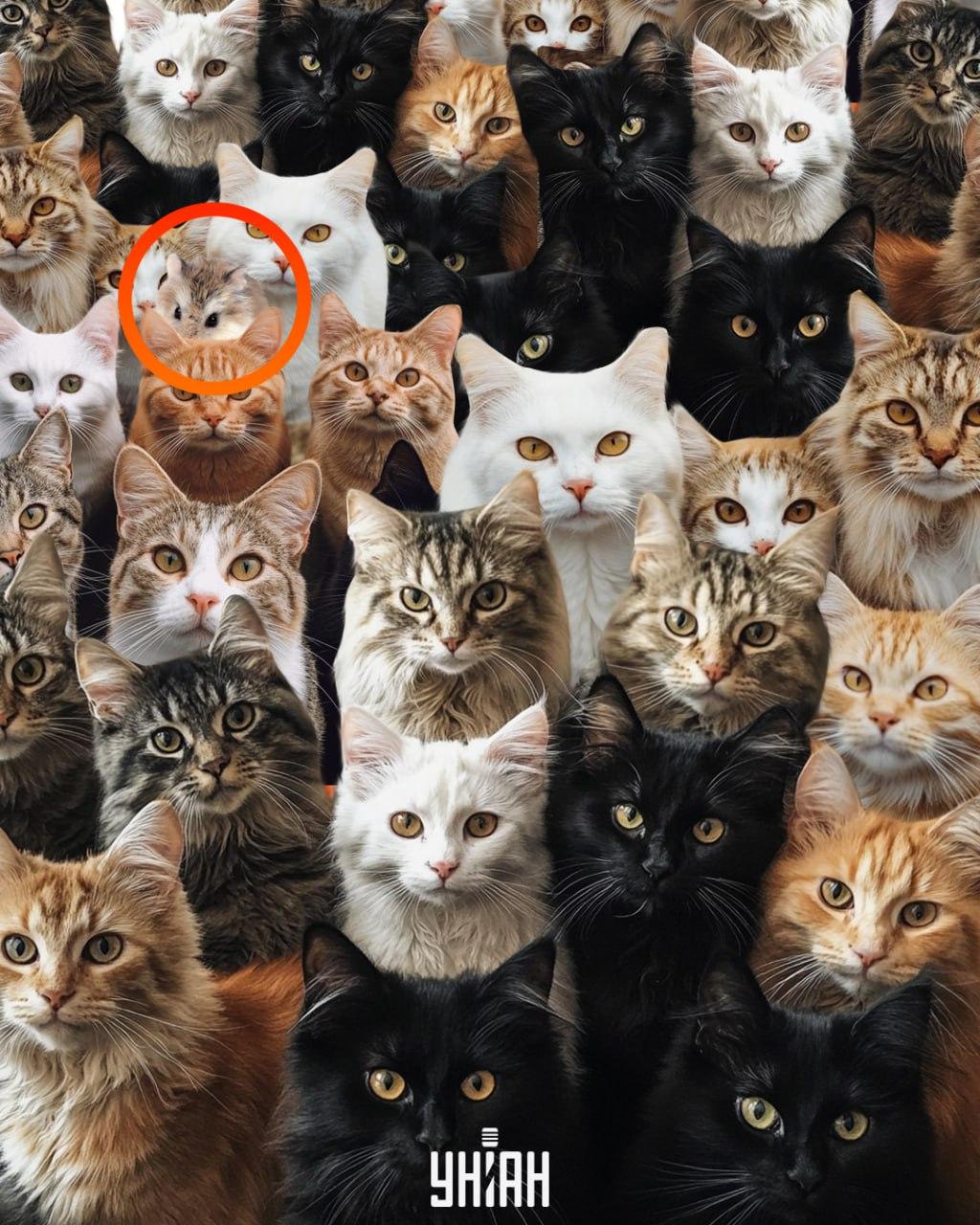 Чудак среди котов - хомяк / коллаж УНИАН Чудак среди котов - хомяк / коллаж УНИАН