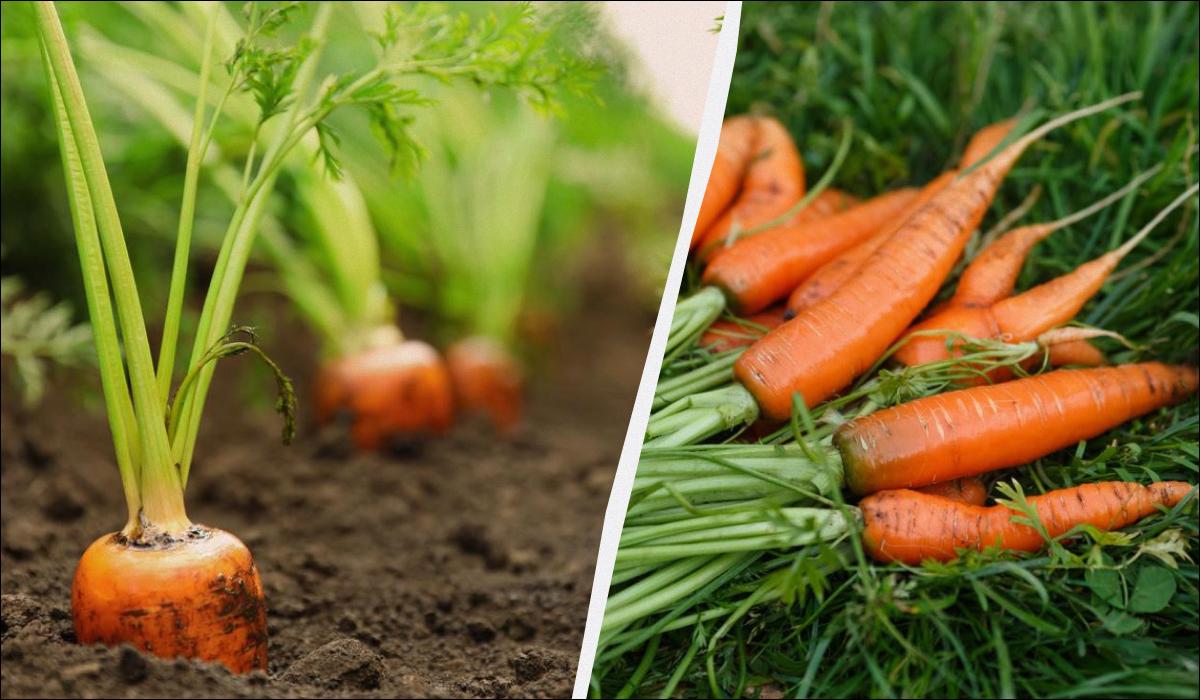 Рассказываем, чем подкормить морковь, чтобы она была крупная и сладкая / колаж УНІАН, фото ua.depositphotos.com
