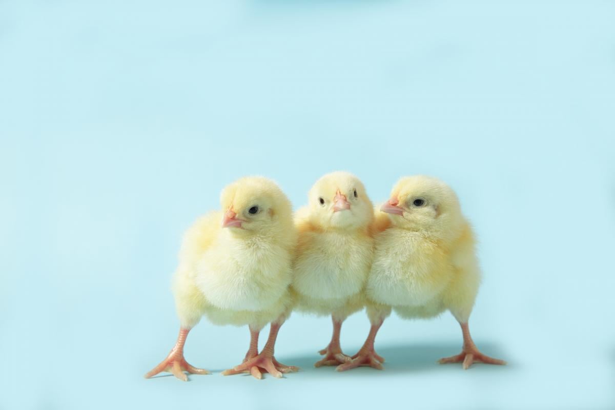 Молдовський слід: як антибіотик метронідазол в кормах для птиці потрапив до Молдови з України Молдовський слід: як антибіотик метронідазол в кормах для птиці потрапив до Молдови з України