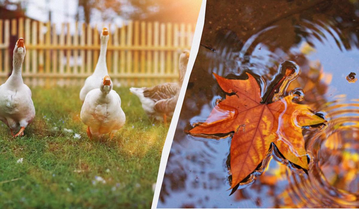 Какой сегодня праздник 15 сентября / коллаж УНИАН, фото ua.depositphotos.com, pixabay.com Какой сегодня праздник 15 сентября / коллаж УНИАН, фото ua.depositphotos.com, pixabay.com