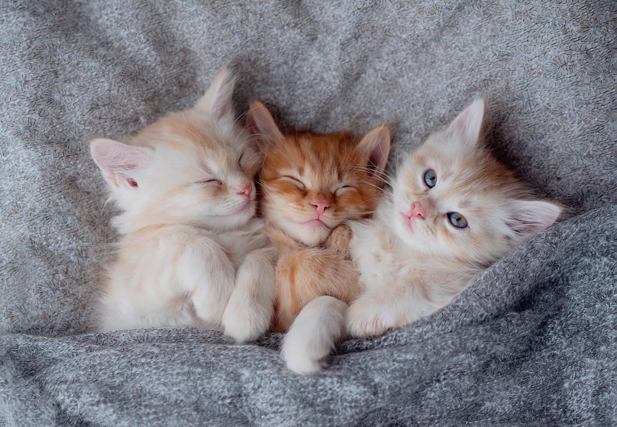 Котики завжди є потіхою у житті людей / фото ua.depositphotos.com Котики завжди є потіхою у житті людей / фото ua.depositphotos.com