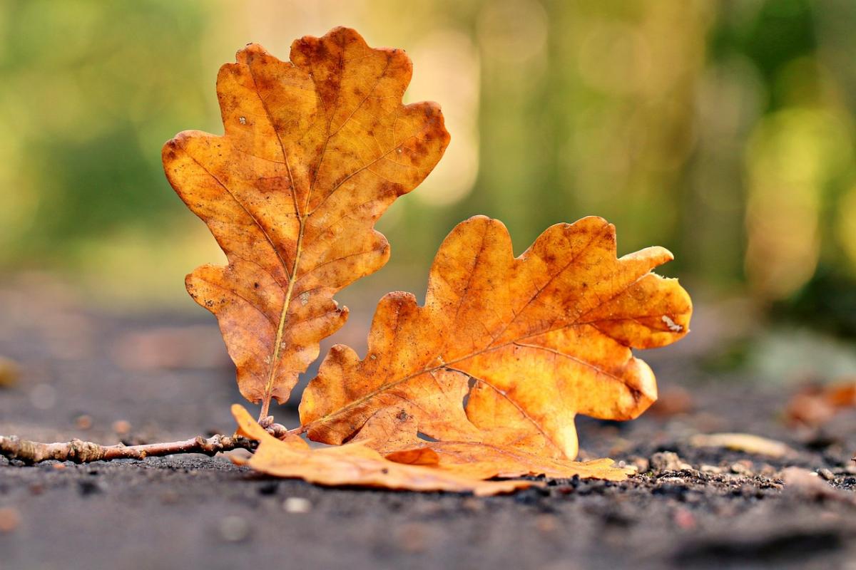 Жовтень 2024 - прогноз на місяць / фото Pixabay