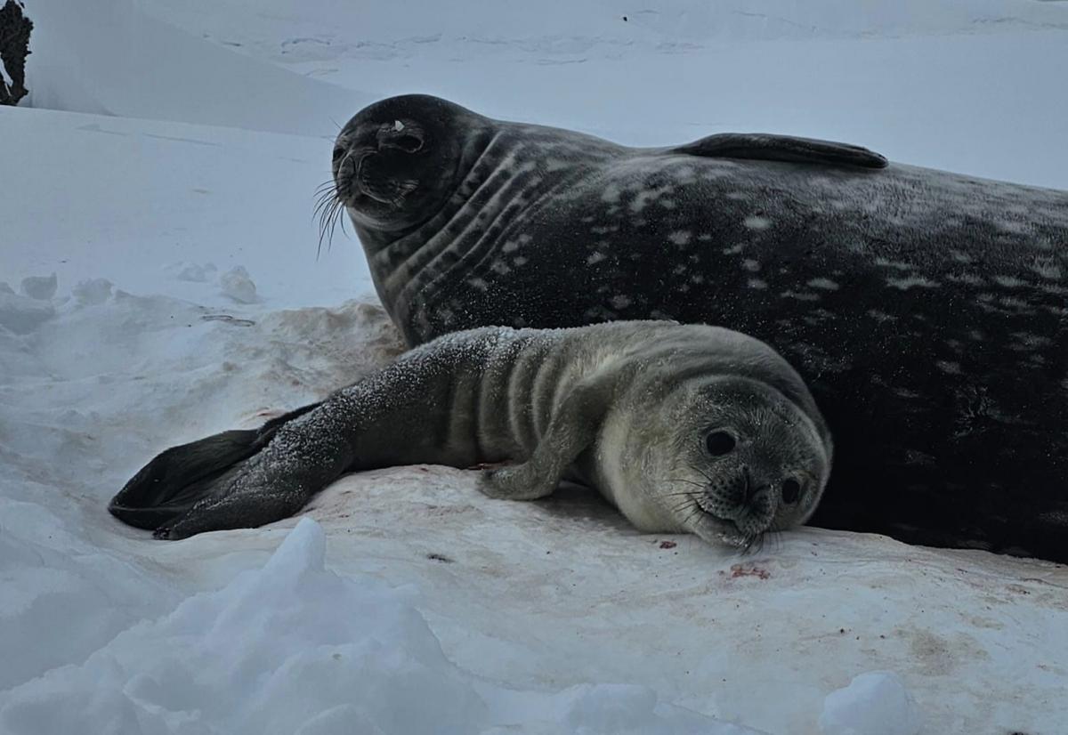 Polar explorers shared cute shots / photo National Antarctic Science Center