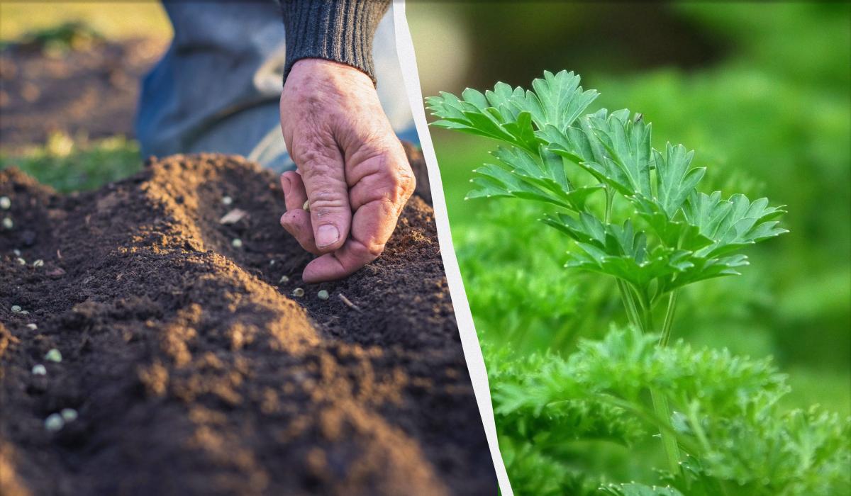 Коли сіяти петрушку під зиму