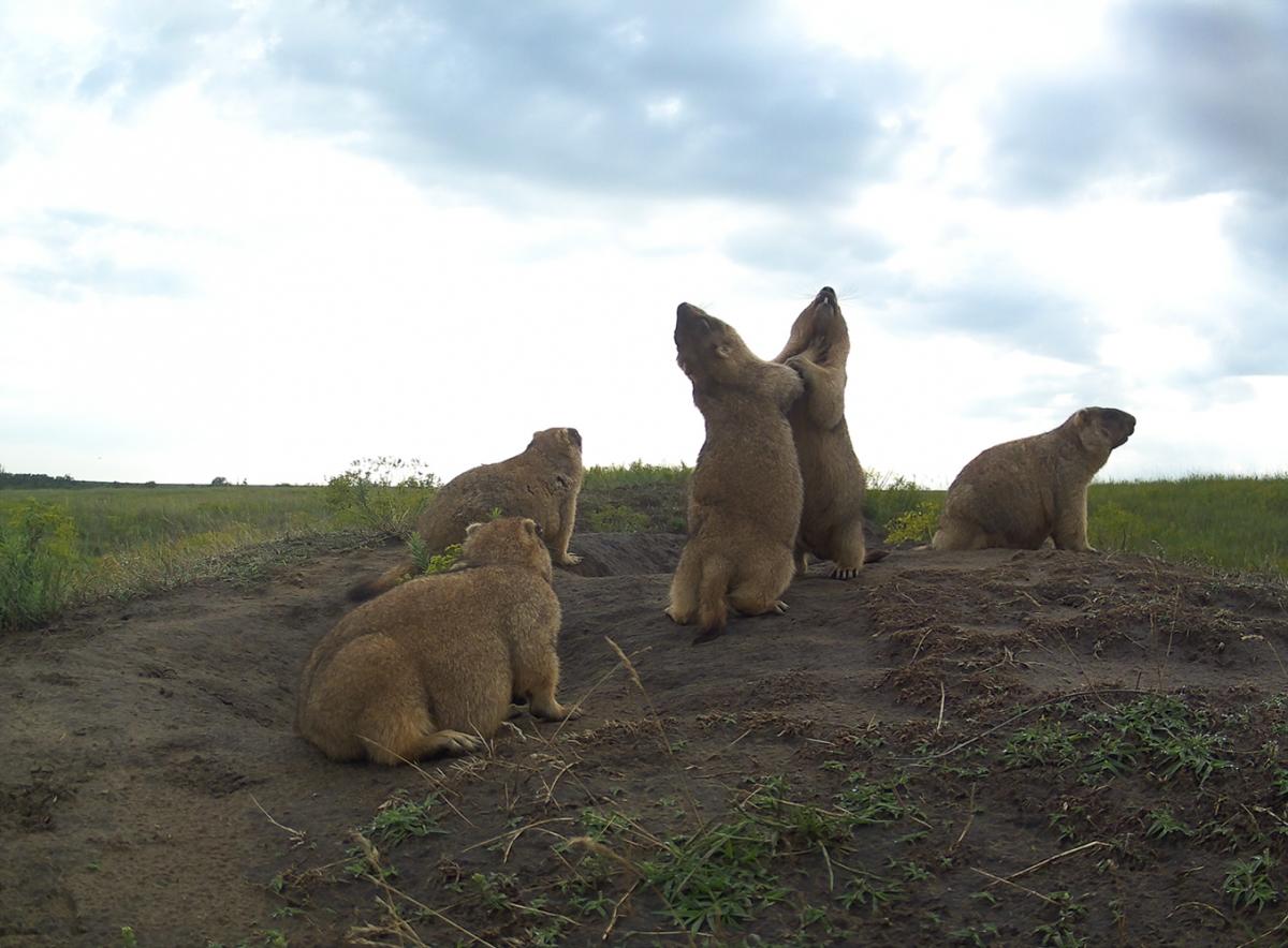 Environmentalists showed funny photos of marmots / photo facebook.com/rewildingUA