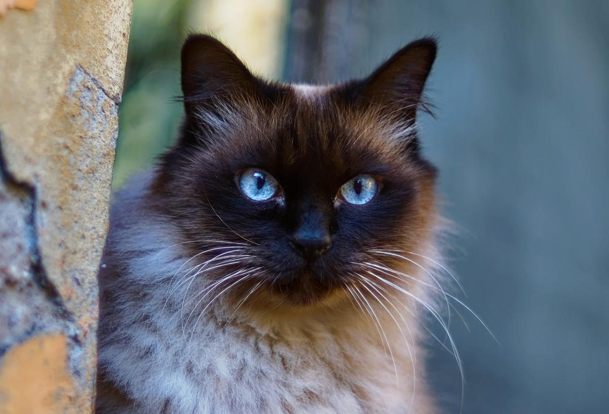 Стрекотание кошек может быть выражением волнения / фото pixabay.com Стрекотание кошек может быть выражением волнения / фото pixabay.com