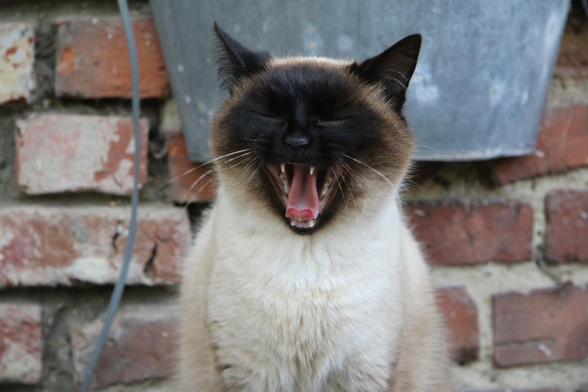 Сіамських котів назвали "балакучими" / фото pixabay.com Сіамських котів назвали "балакучими" / фото pixabay.com