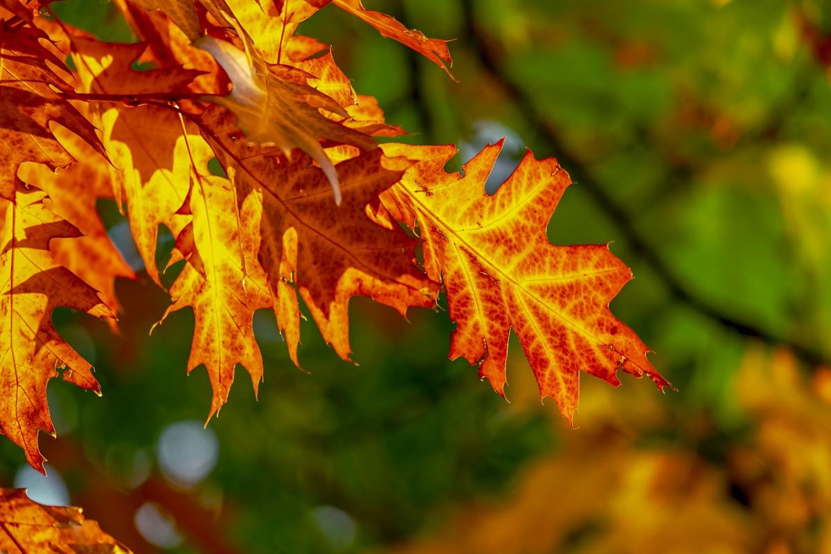 Яке сьогодні свято в народі / фото Pixabay Яке сьогодні свято в народі / фото Pixabay