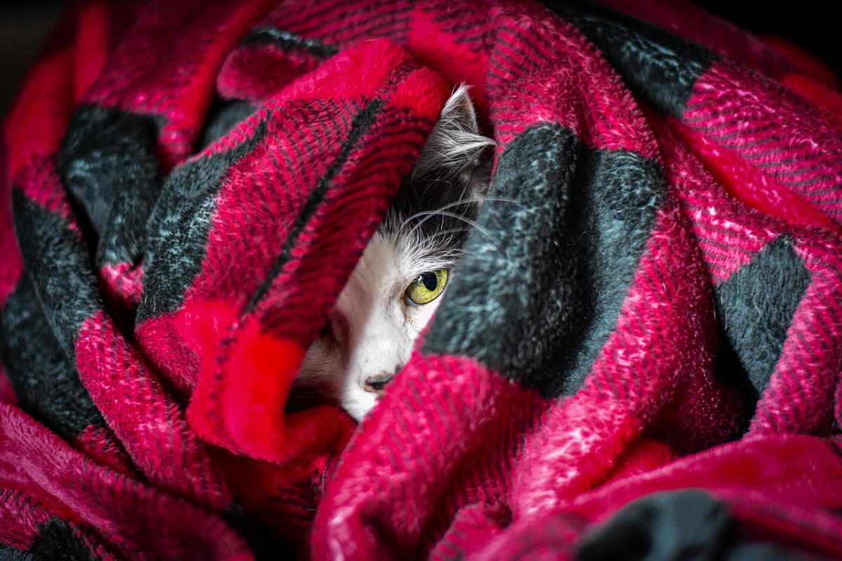 Эксперт рассказал о простых лайфхаках, которые помогут согреться зимой/ фото Pixabay
