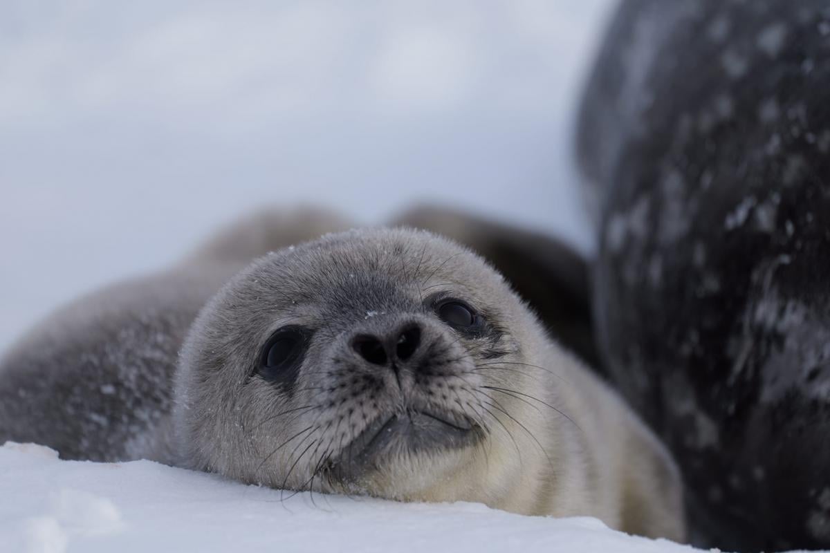 Polar explorers showed a weddell cub / photo National Antarctic Science Center