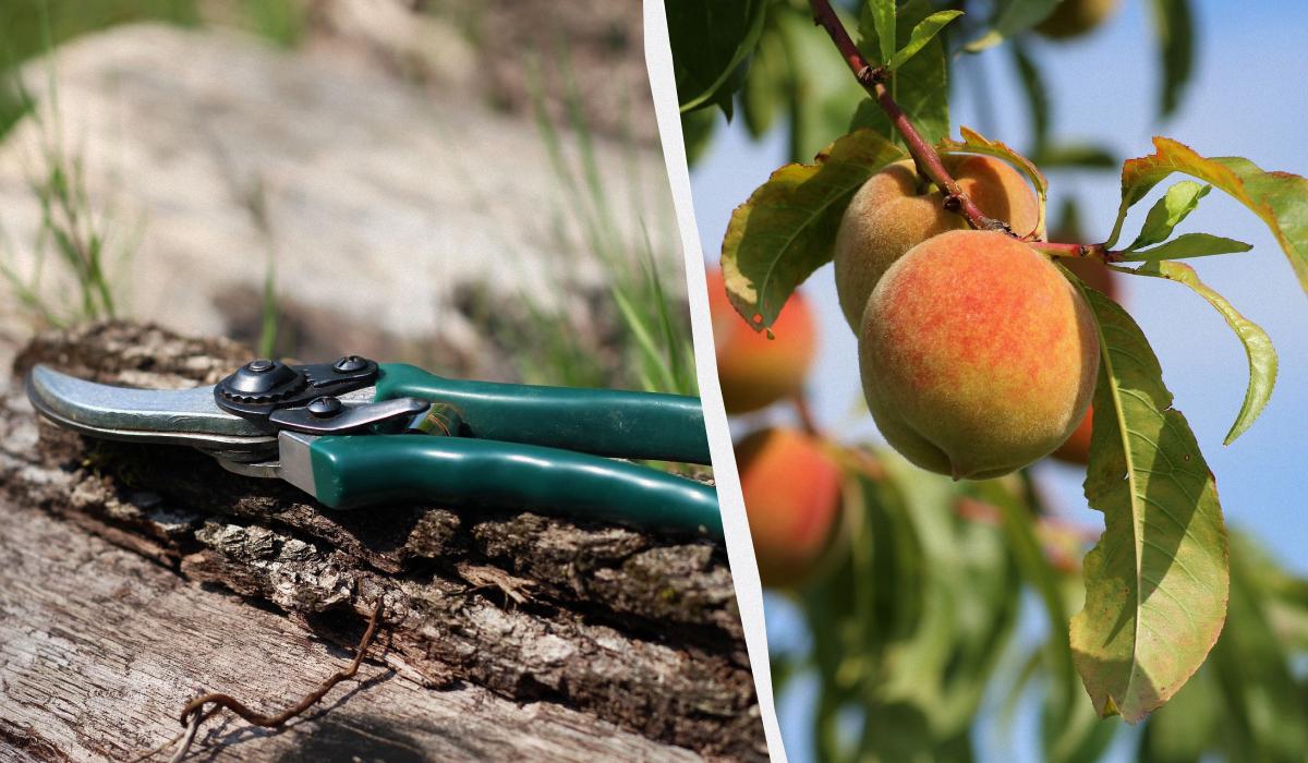 Є/ коллаж УНИАН, фото pixabay.com Є/ коллаж УНИАН, фото pixabay.com