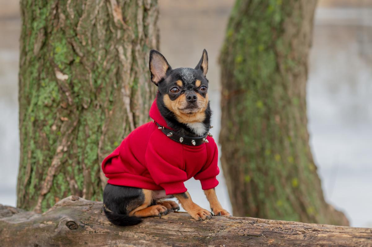 Нефото ua.depositphotos.com Нефото ua.depositphotos.com