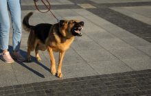 Поможет один важный трюк: эксперт объяснил, как на самом деле остановить лай собаки