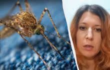 Смертоносна гарячка Західного Нілу є в Україні: інфекціоністка вказала на важливі нюанси