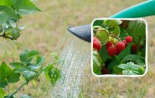 Як правильно поливати малину після збору врожаю: про що забувають садівники