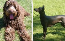 Зовсім не линяють: топ-3 породи собак для людей, які ненавидять прибирати