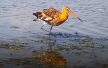 По дорозі в теплі краї: до Одещини прилетіли "мігранти" з датчком з Фінляндії