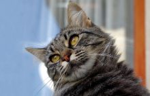 Что делать, чтобы коты перестали гадить на участке: эксперт назвала 4 способа