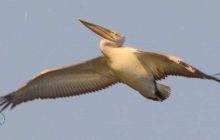 "Мотнул" в Крым и вернулся: у фламинго в Одесской области есть необычный сосед