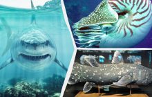 І людей переживуть: біолог назвав тварин, які пройшли крізь усі великі вимирання на Землі