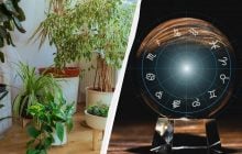 Риби - Заміокулькас, Лев - Монстера: названо найкращу рослину для кожного знака Зодіаку