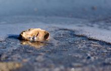 Через глобальне потепління в європейських морях вперше почнуть вирощувати перлини