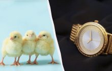 От часов за $6 миллионов до цыпленка: самые странные вещи, которые люди забывали в отелях