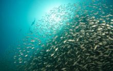 Подводный шпион: ученые рассказали, как пукание сельди вызывало путаницу во времена Холодной войны