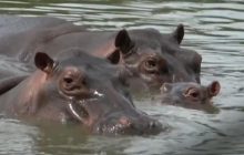 "Кокаїнові бегемоти" Пабло Ескобара "дістали" жителів Колумбії: суд виніс рішення