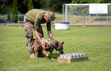 "Они спасают сотни жизней": военный рассказал о важности служебных собак на войне