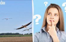 Все видят аистов, а надо найти курицу за 7 секунд: очень интересная оптическая иллюзия