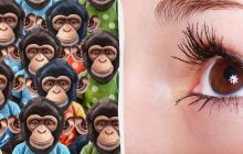 Неймовірний оптичний виклик для мозку: треба знайти пончик серед мавп за 10 секунд