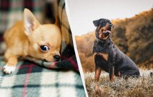 На перший погляд безневинні: ветеринар назвав 5 порід собак, яких боїться лікувати