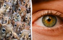 Надо найти хитрого кота среди белок за 10 секунд: коварная оптическая иллюзия